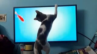 Gato se divierte en cuarentena intentando atrapar a un pez que ve en la televisión