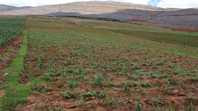 Intensa granizada afectó a 120 hectáreas de cultivo en Huancayo - 3