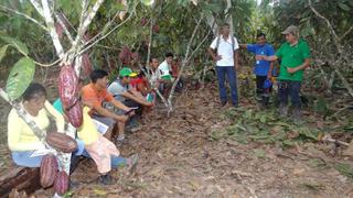 Vraem: reemplazaron 1,200 hectáreas de sembríos cocaleros