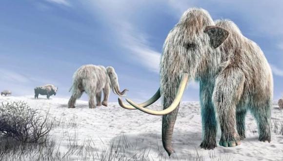 Es posible que dentro de unos años volvamos a traer al mamut lanudo en forma de un elefante híbrido. (Foto: Science Photo Library)