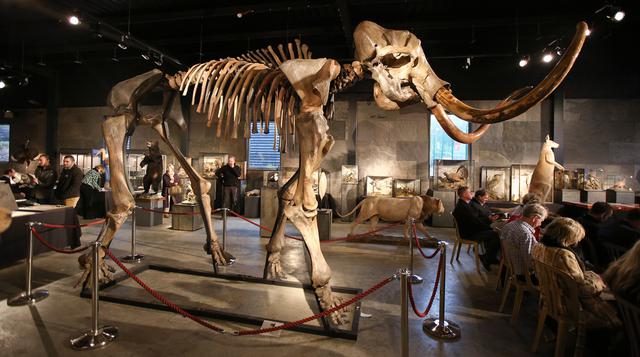 Este esqueleto de mamut lanudo fue subastado por US$ 300.000 - 1