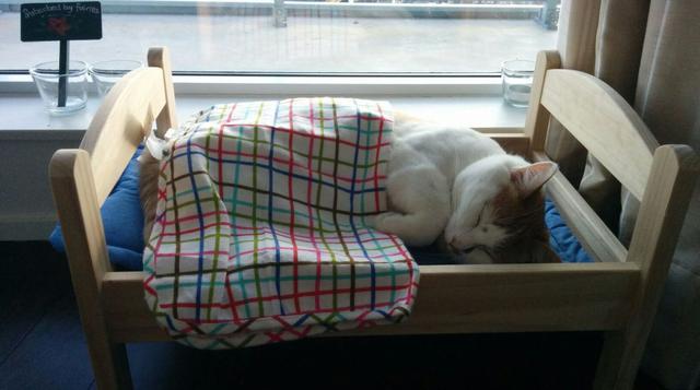 11 gatos durmiendo en camas de muñecas alegrarán tu día (FOTOS) - 1