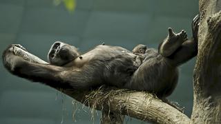 Un bebé gorila es el nuevo consentido de un zoo de EE.UU.