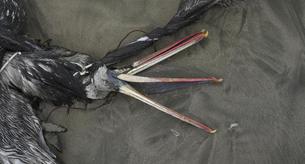 Pelícanos muertos en la playa de Santa María en Lima, Perú, el martes 29 de noviembre de 2022. (AP Foto/Guadalupe Pardo).