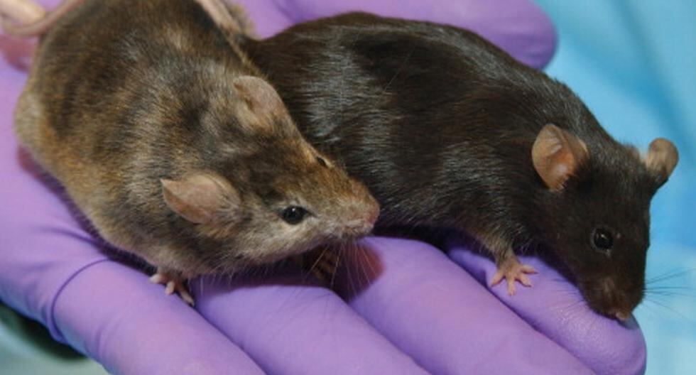 ¿Sabías que las ratas también tienen cosquillas? Estas reacciones nerviosas a nivel muscular y cutáneo liberan grandes cantidades de endorfinas. (Foto: Getty Images)