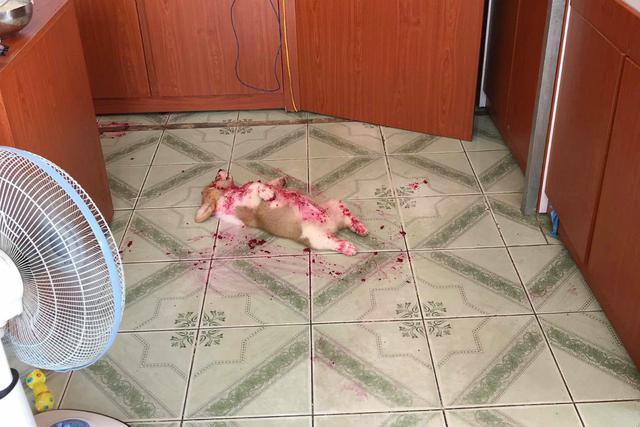 Un gran susto fue el que se llevaron los dueños de Candy, un perro de raza de raza corgi que fue encontrado tumbado boca arriba. (Foto: Facebook)