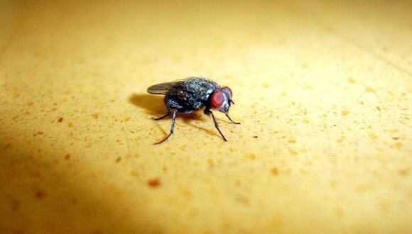 Trucos caseros para ahuyentar las moscas en verano sin utilizar productos químicos. (Foto: orangeacid | Flickr)