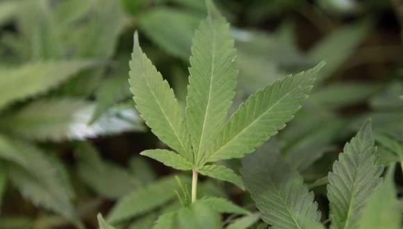 Legalizar la marihuana reduciría en 26% las ganancias de narcos