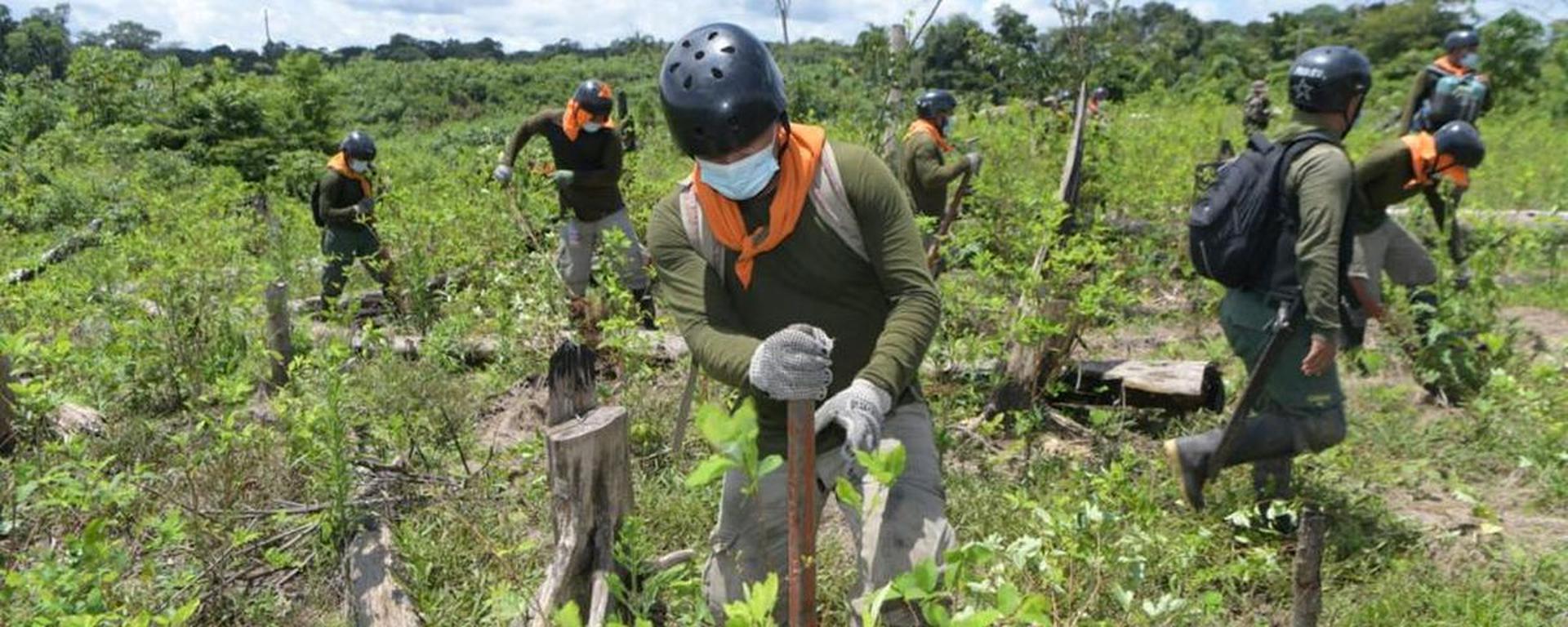 Los cultivos de hoja coca en el Perú se incrementaron en 18% durante este último año: se pasó de 80 mil a 95 mil hectáreas  | INFORME