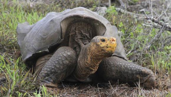 Tortugas gigantes de las Galápagos se salvan de la extinción