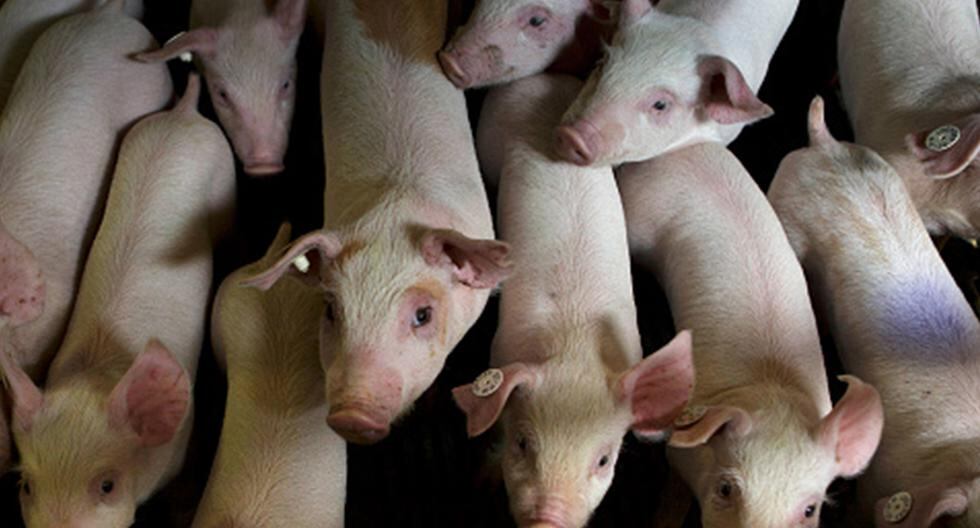 Así los científicos en Estados Unidos buscan crear órganos humanos en cerdos combinando células madre de personas y ADN. (Foto: Getty Images)