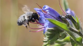 ¿Cómo proteger a las abejas, responsables de la polinización del 75% de los cultivos alimentarios en el mundo?