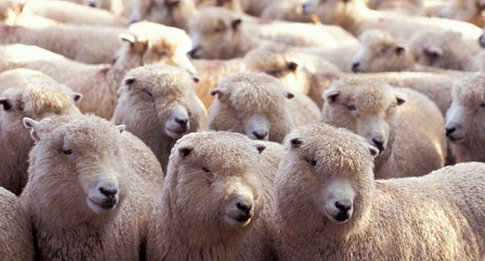 Las cuatro ovejas clonadas con el mismo material genético que la famosa oveja Dolly envejecen de forma saludable, aseguran. (Foto: Getty Images / Referencial)