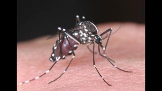Primera vacuna contra el dengue estaría disponible en el 2015