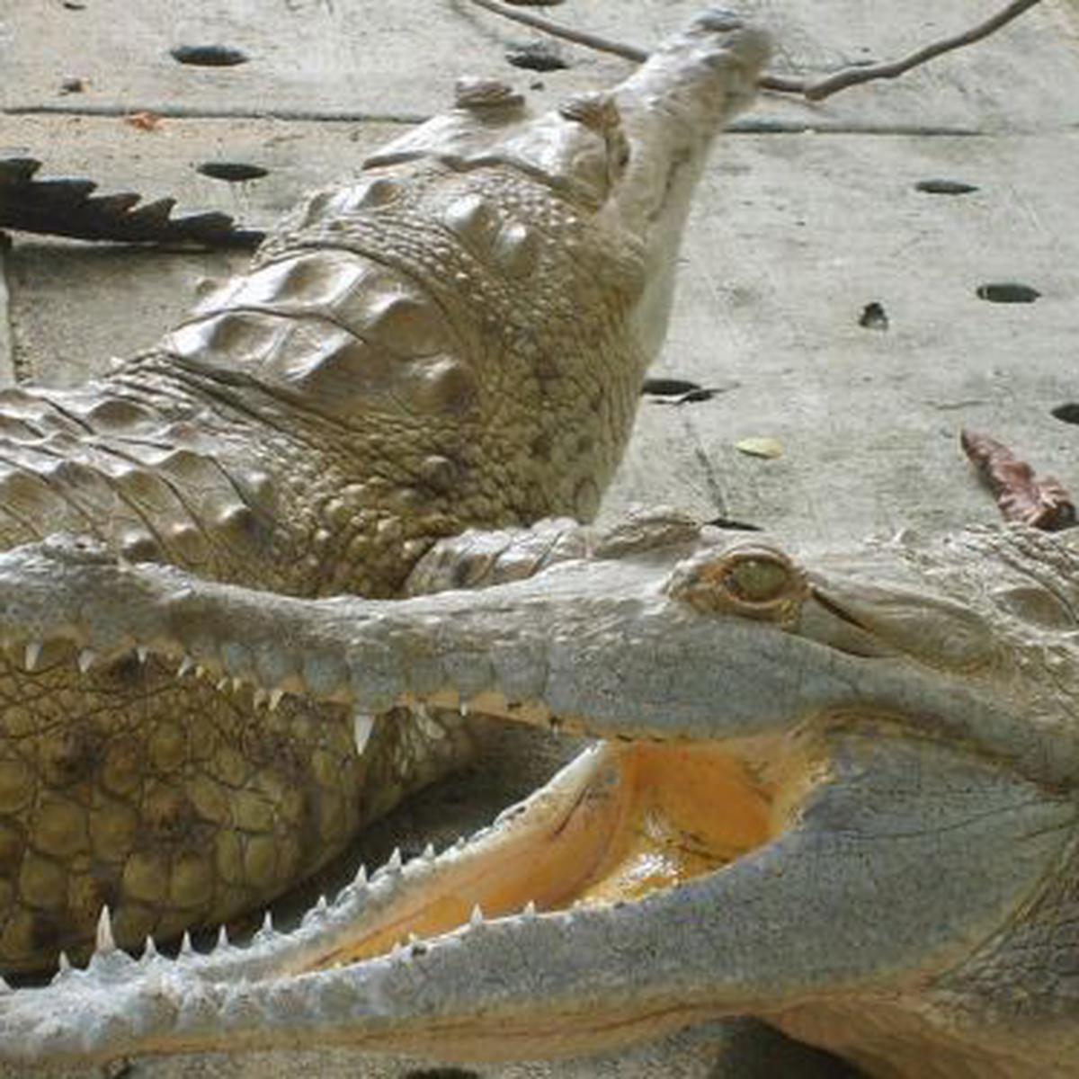 El cocodrilo del Orinoco recupera su hábitat silvestre en Colombia |  CIENCIAS | EL COMERCIO PERÚ