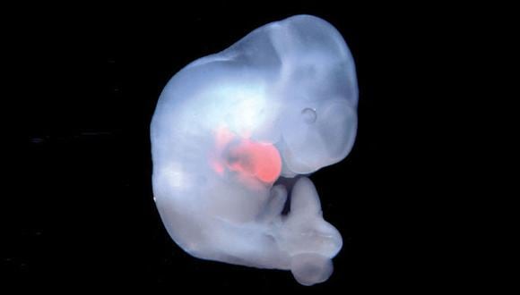 Un embrión quimérico creado previamente por el equipo. (Belmionte Lab / Salk institute)