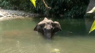 El terrible caso de la elefanta embarazada que murió tras comer fruta con explosivos 