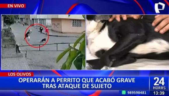Quién es la mascota que fue agredida por un sujeto en Los Olivos y ahora necesita operación