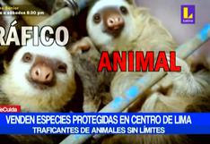Traficantes venden especies protegidas en pleno Centro de Lima