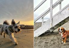 WUF: 5 playas que puedes visitar con tu mascota este verano