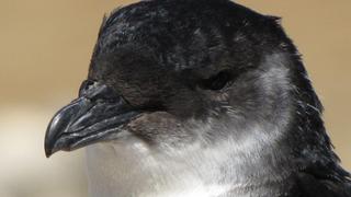 Aves en peligro de extinción mueren enceguecidas por la luz en costas de Perú y Chile