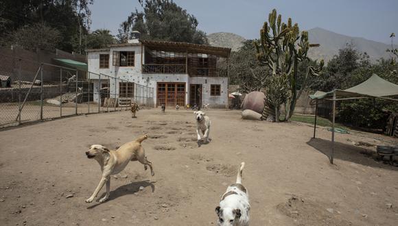 En Wasi Wau destinan unos S/ 6.000 al mes solo en la alimentación de los canes. "Estamos al tope y no tenemos ayuda", dice Majo Morales. (Foto: César Campos)