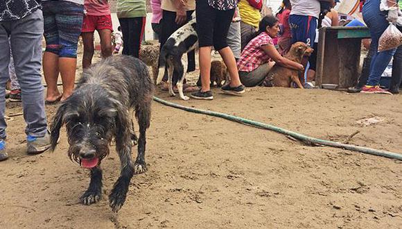 Surco: darán en adopción 30 mascotas rescatadas de huaicos
