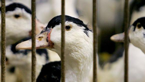 La gripe aviar reaparece en Corea del Sur con un nuevo caso
