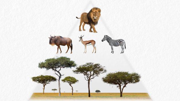 (Foto: Cecilia Tombesi /BBC MUNDO)