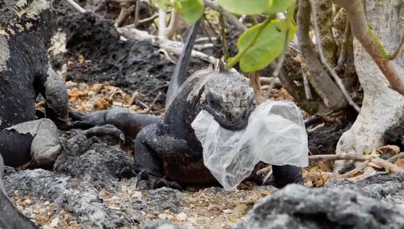 Iguana comiendo una bolsa plástica. Foto: Getty images.