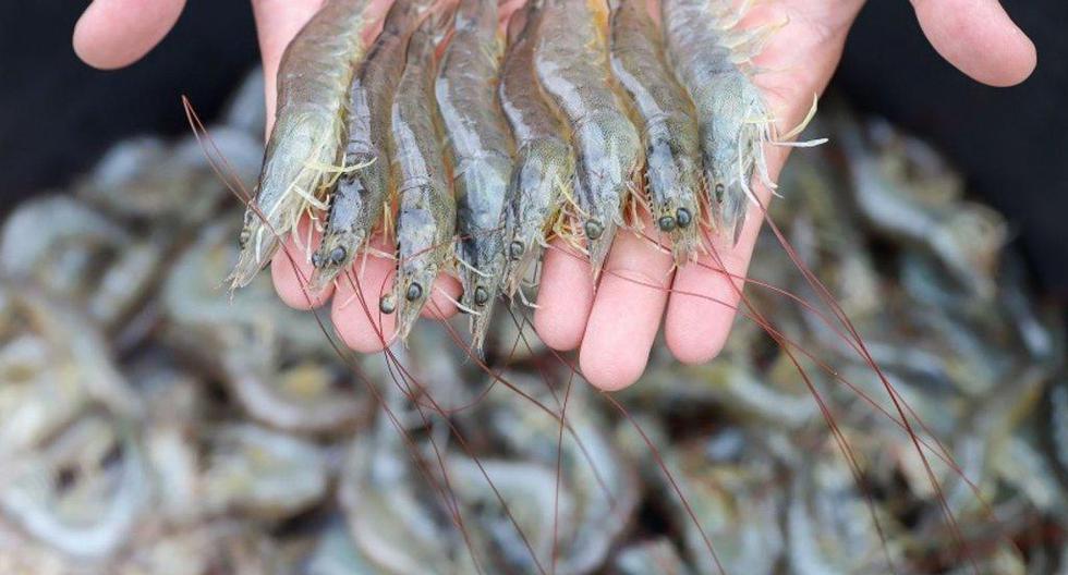 Los langostinos y la pota fueron dos de los productos peruanos más demandados por el mercado chino en la China Fisheries & Seafood Expo 2018. (Foto: Andina)