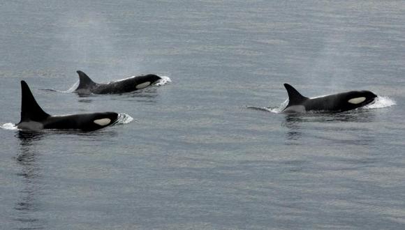 ¿Sabía que las orcas son delfines, no ballenas?