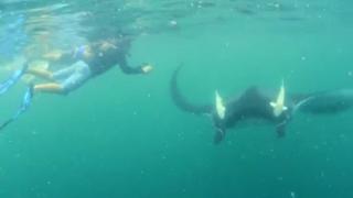 Jóvenes nadan sin miedo junto a mantarraya [VIDEO]
