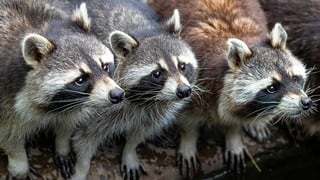 Mira el adorable ‘desalojo’ de unos rechonchos mapaches que invadieron una casa