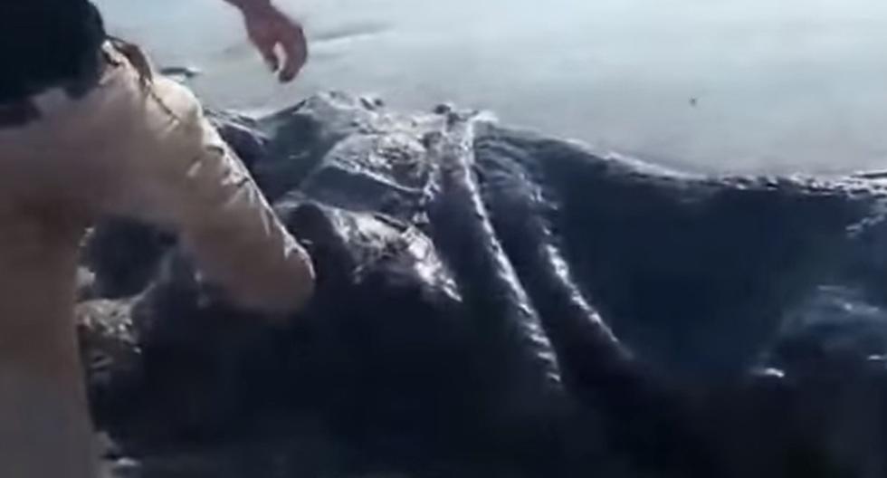 En este video de YouTube podremos apreciar lo que es este \'monstruo\' marino que fue encontrado en Acapulco, México, y que ha atemorizado a todo Internet. (Foto: captura)
