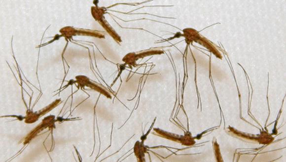 Médicos de Atenas culpa al Gobierno de rebrote de malaria