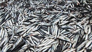 Anchoveta: Los datos que demuestran el buen avance de la segunda temporada de pesca