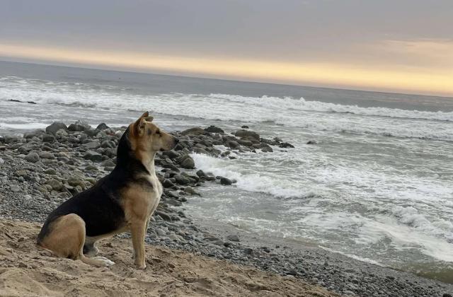 'Vaguito' es un adorable perro que aguarda todos los días, frente al mar, el regreso de su dueño que era pescador y falleció años atrás. | Crédito: Jolie Mejía / @radio_dos / Twitter