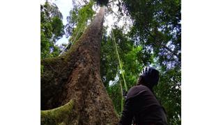 ¿Dónde está el árbol más alto del mundo y qué se hace con su madera?