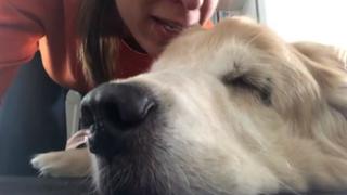 Se despide de su perro enfermo cantándole al oído y conmueve a miles de usuarios en redes sociales