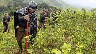 Mininter: se superó meta de erradicación de cultivos ilegales de hoja de coca