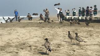 Derrame de petróleo: liberan a 39 aves afectadas tras recibir atención en Parque de las Leyendas