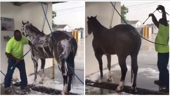 Uno de los baños más particulares que se han visto en internet sucedió en Estados Unidos, cuando un hombre decidió hacerlo con un caballo en un 'Car Wash'. (Foto: captura de video)