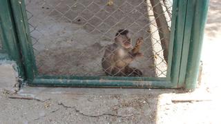 Animales silvestres rescatados sufren por ola de calor