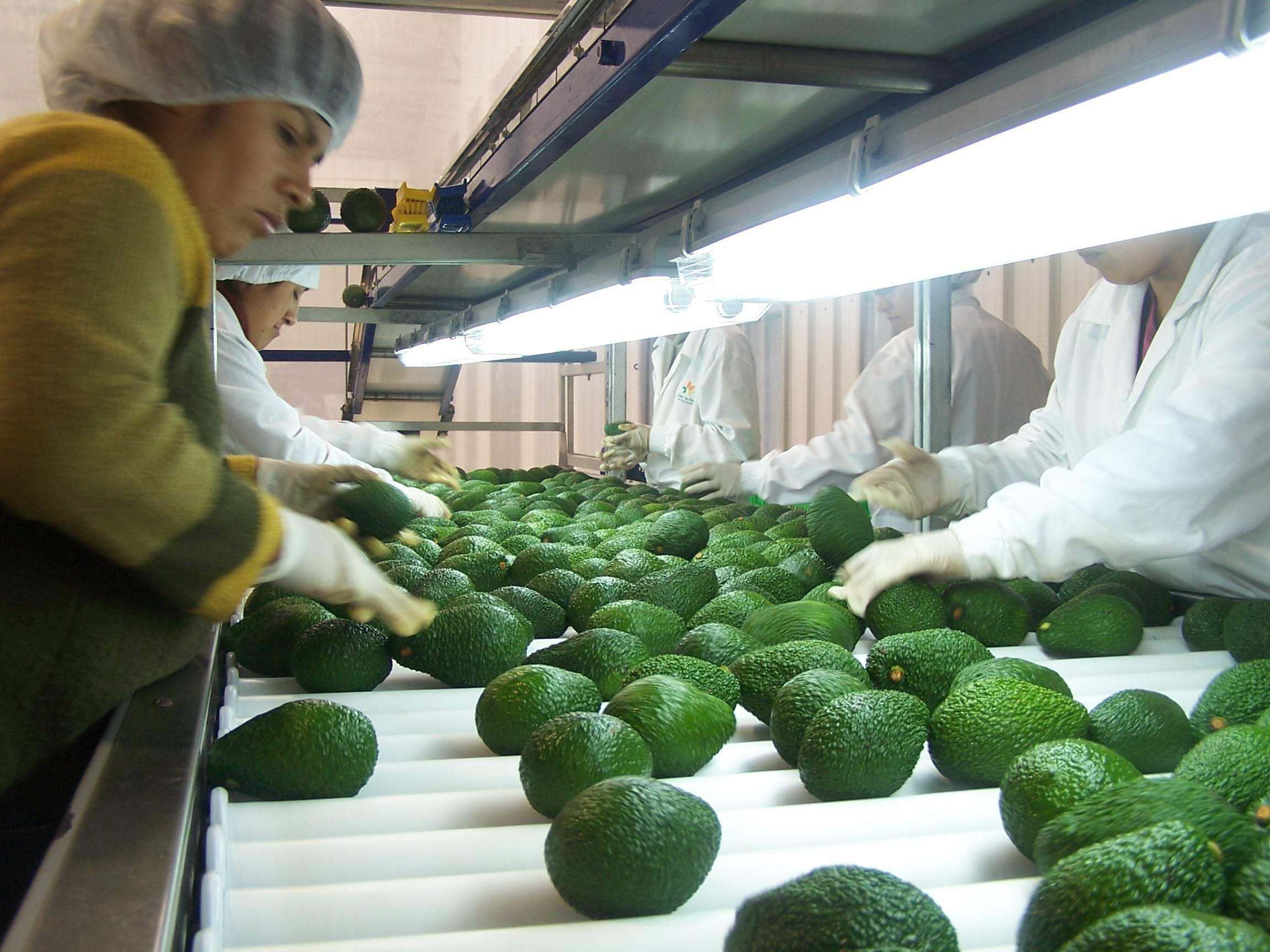 Los envíos del subsector agropecuario-agroindustrial representaron el 88.6% de los envíos. (Foto: GEC)