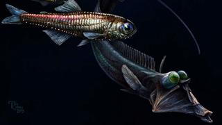 ¿Los peces que viven en las profundidades son ciegos? Científicos hacen un revelador descubrimiento