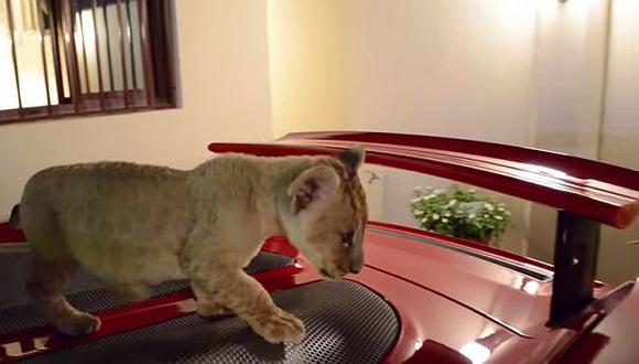 YouTube: A esta leona le encanta el Porsche Carrera GT