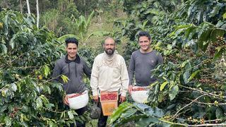 Caficultores producen café sostenible y cuidan el medio ambiente en la selva peruana