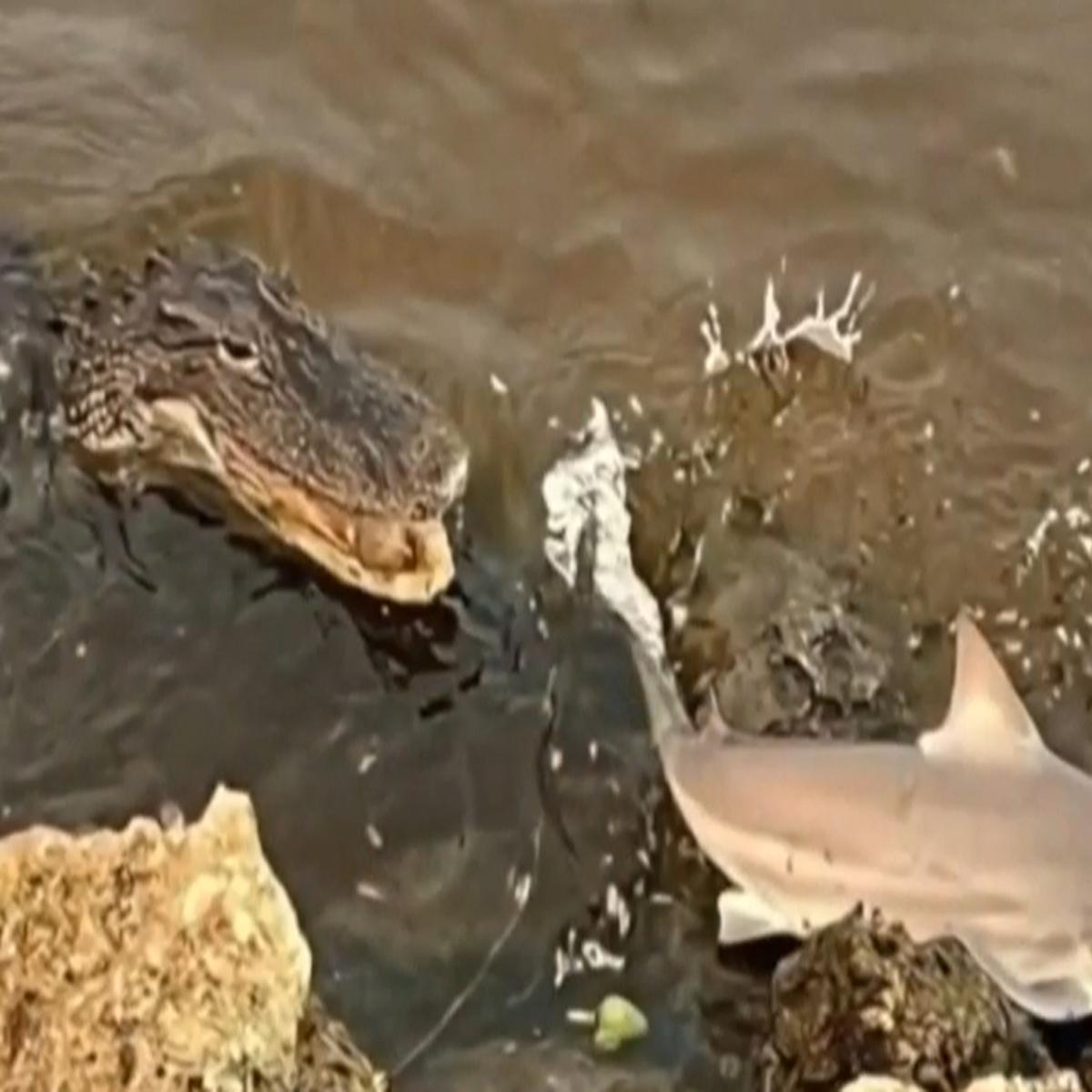 Video Viral | El aterrador encuentro de un cocodrilo y un tiburón que  impacta en las redes sociales | tendencias | Estados Unidos | USA | nnda  nnrt | VIRALES | MAG.