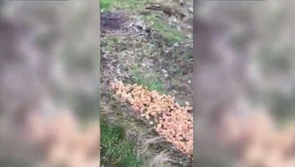 Cientos de pollitos fueron abandonados en campo de Inglaterra